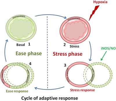 Inducible Nitric Oxide Synthase/Nitric Oxide System as a Biomarker for Stress and Ease Response in Fish: Implication on Na+ Homeostasis During Hypoxia